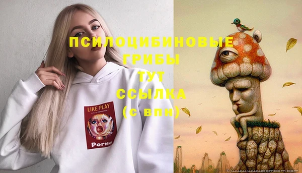 хмурый Аркадак