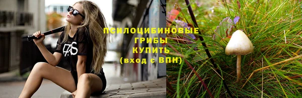 хмурый Аркадак