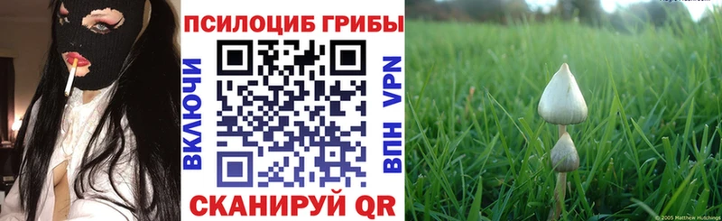 сколько стоит  Сурск  Галлюциногенные грибы Psilocybe 
